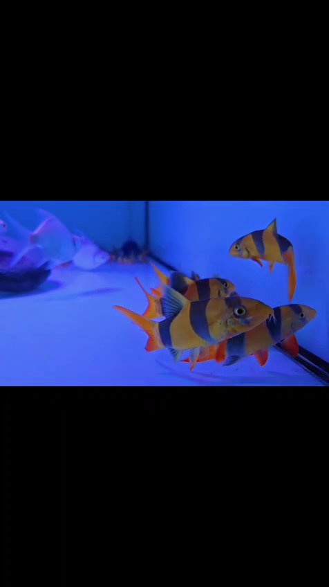 Clown loach