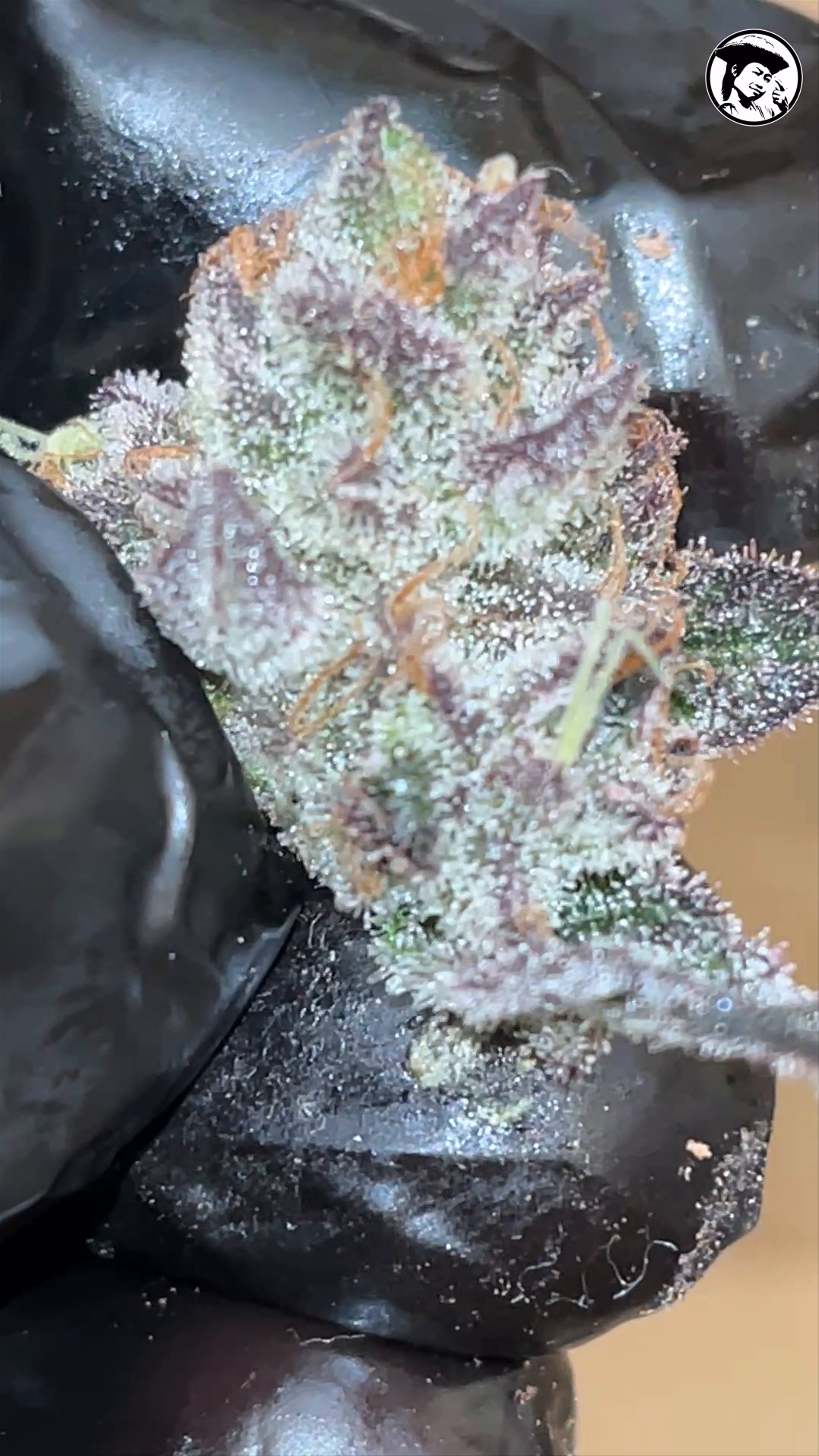 Pineapple in space - Bud - Fumegenetix UK seeds