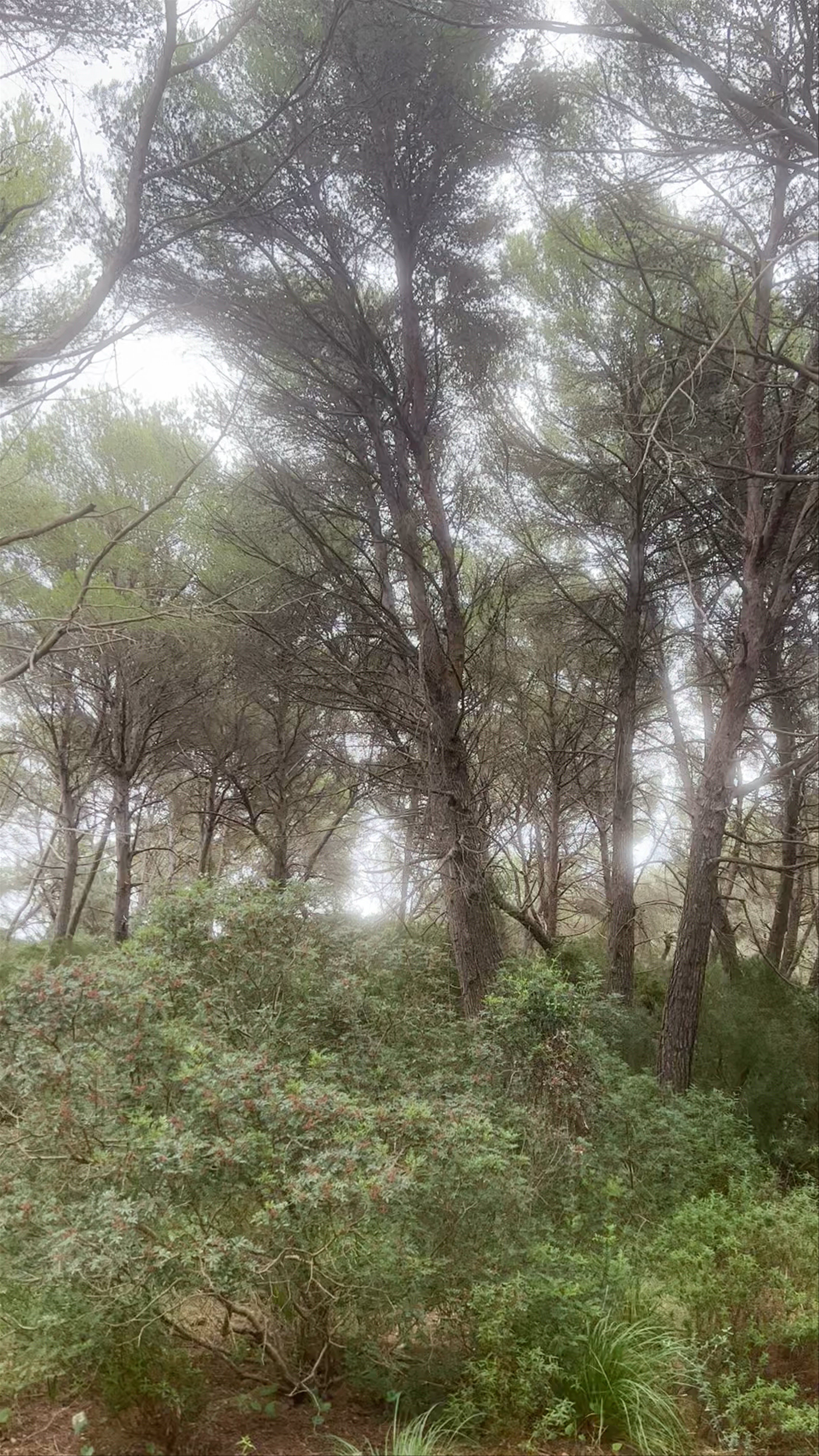 Enchanted Forest Trail at Cala Torta, Spain