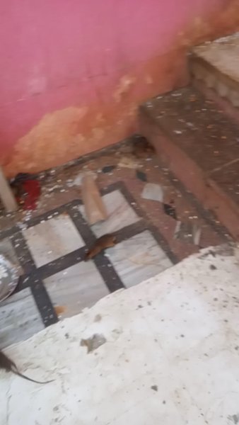 Photo of karni mata
