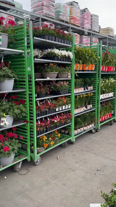 The Home Depot - Healthy plants just arrived! 3.17.24 - Hardware Stores Near Me - Magnolia, Texas