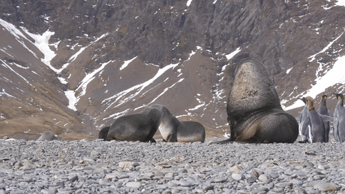 Antarctic Fur Seals and King Penguins on Saint Georgia Island animated gif