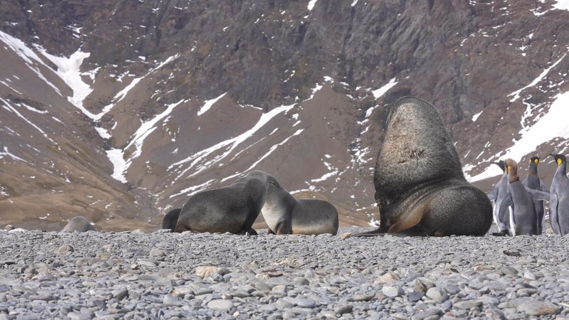 Antarctic Fur Seals and King Penguins on Saint Georgia Island poster