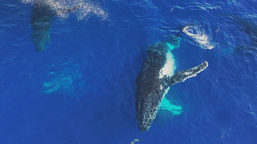 Humpback Whales in Antarctica animated gif