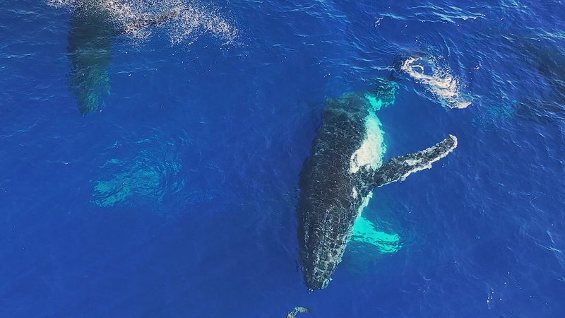 Humpback Whales in Antarctica poster
