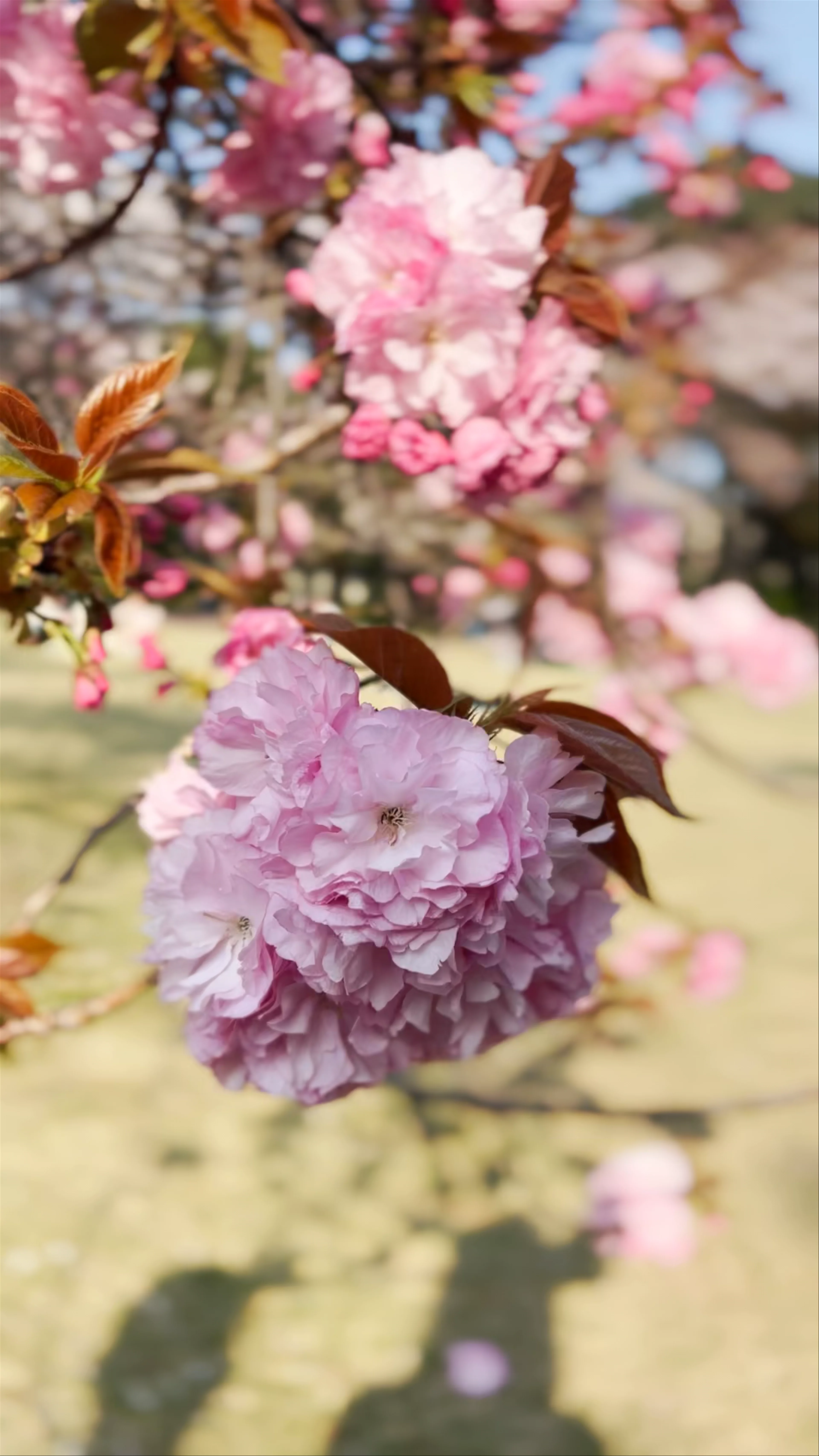 Shinjuku Gyoen