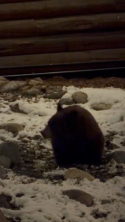 Horn and Cantle - Baby brown bear out front! - New American Near Me - Big Sky, Montana
