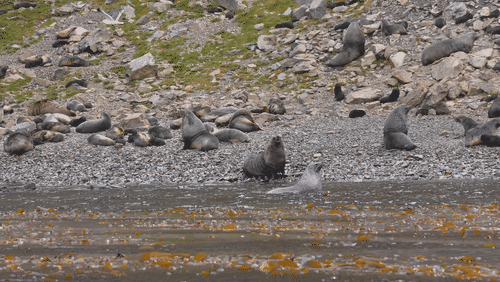Antarctic fur seals animated gif