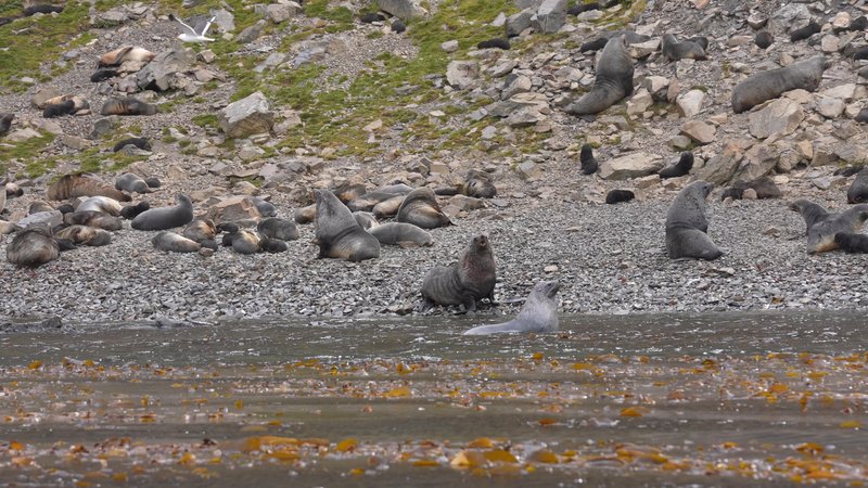 Antarctic fur seals poster