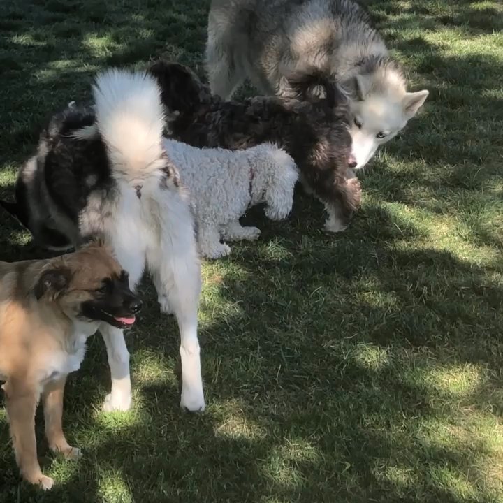 Redhawk Dog Park - Dog Parks Near Me