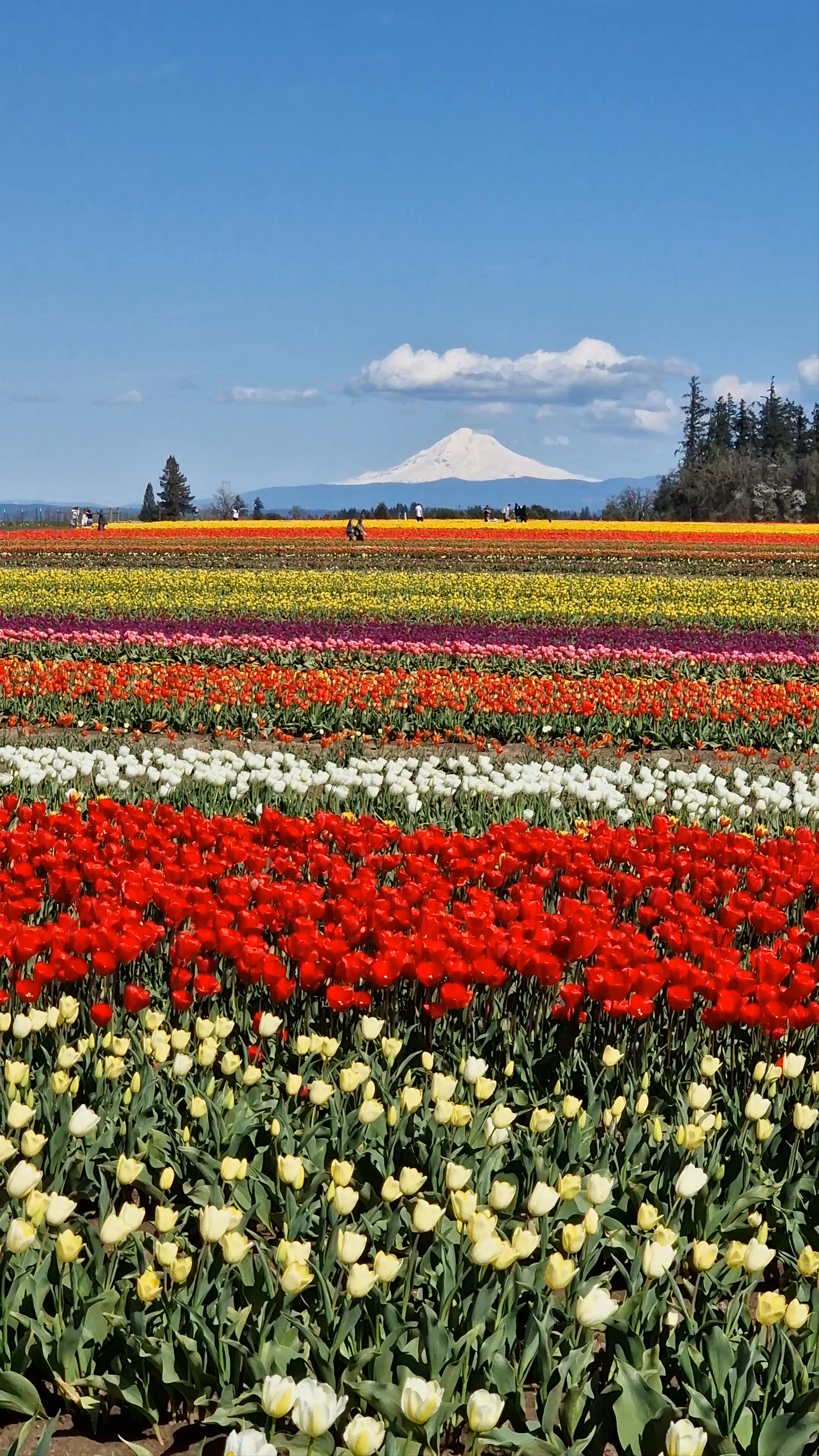 Wooden Shoe Tulip Farm: A Colorful Springtime Escape in Oregon