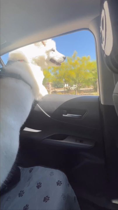 Get Pawsitive Dog Training - Last day of class - Pet Training Near Me - Encinitas, California