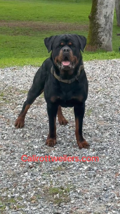 Cali Rottweilers - Pet Breeders Near Me