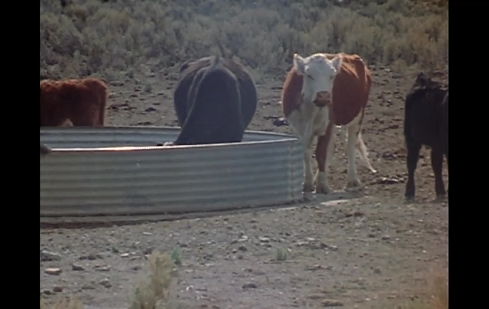 Cattle move across a rural road and gather near a stock tank beneath a windmill, with mountains and open range in the distance. The narration describes summer free-ranging and ranch work to bring in hay for winter.