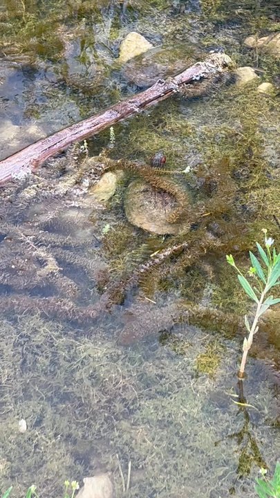Harrison Park - Turtles in creek - Parks Near Me - Schertz, Texas