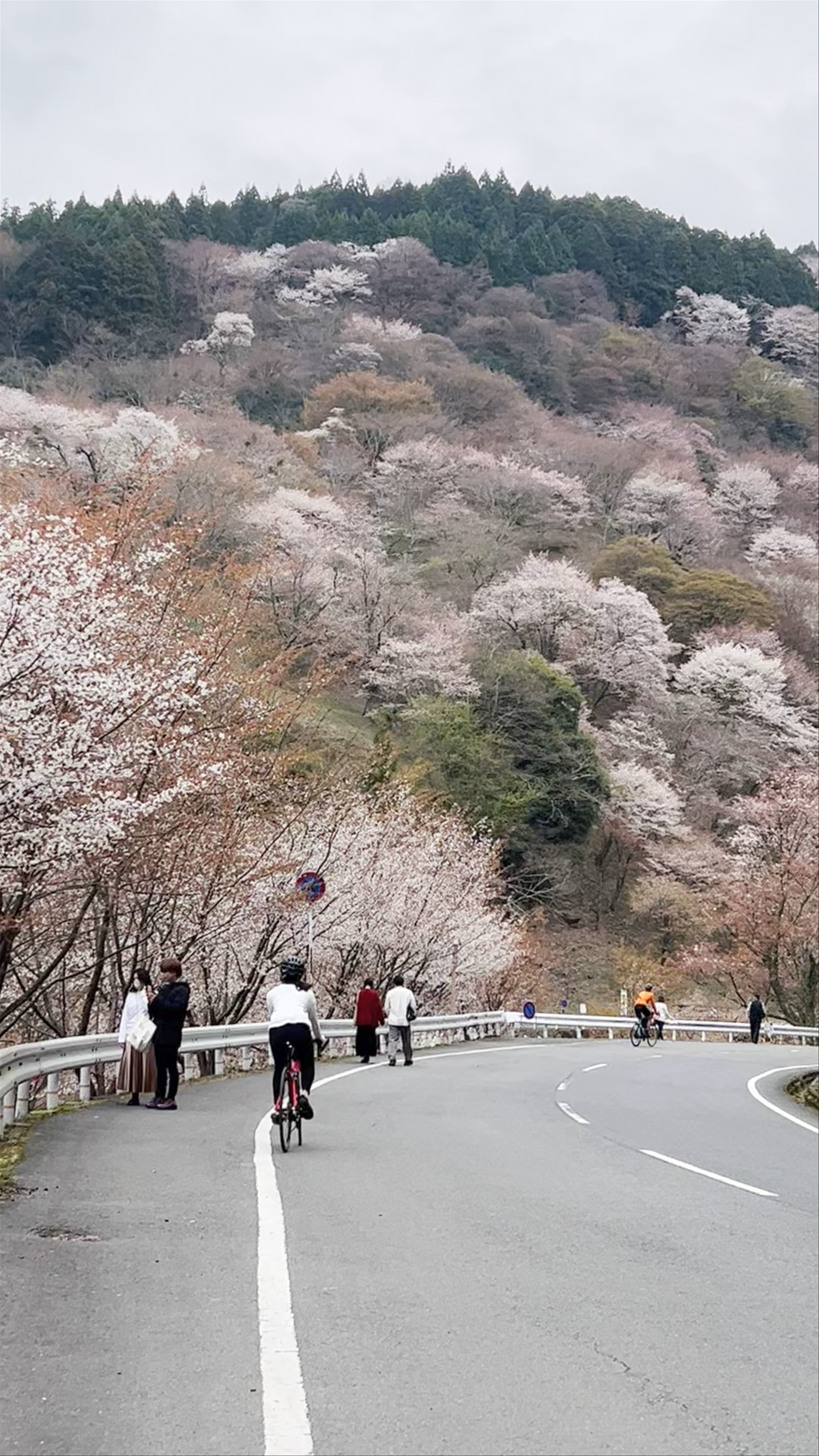 Springtime Blossom Journey at Mount Yoshino, Japan