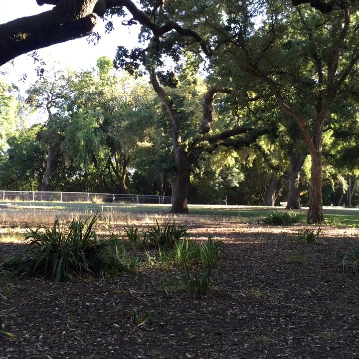 Doyle Park - Dog park left. Listen to the birds! - Parks Near Me - Santa Rosa, California
