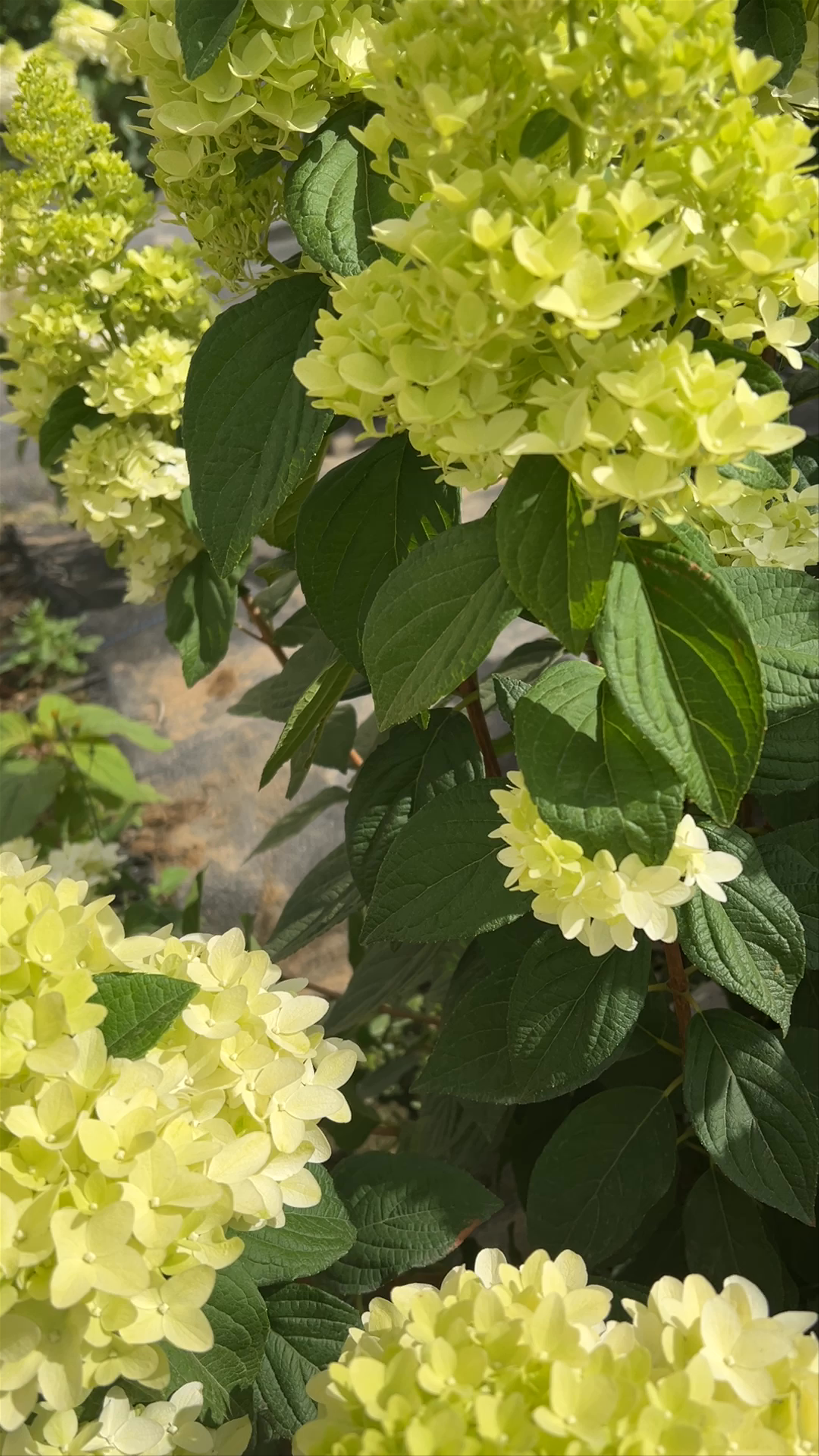 Adene's Farm Flowers: Blooming Beauty in Wolseley, South Africa