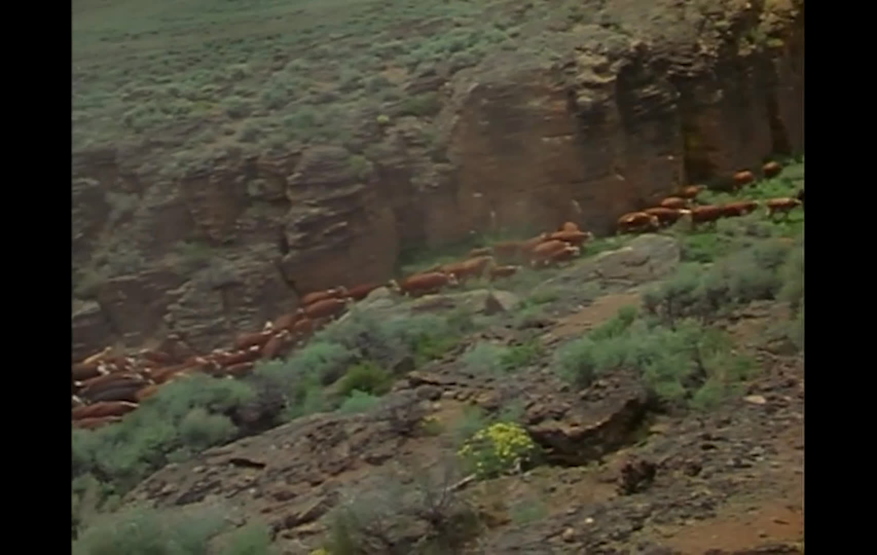 Horseback riders cross open, scrub-covered range as a large herd of cattle moves along a rocky canyon. A lone rider follows cattle through the brush, reflecting the enduring role of ranching in the desert West.