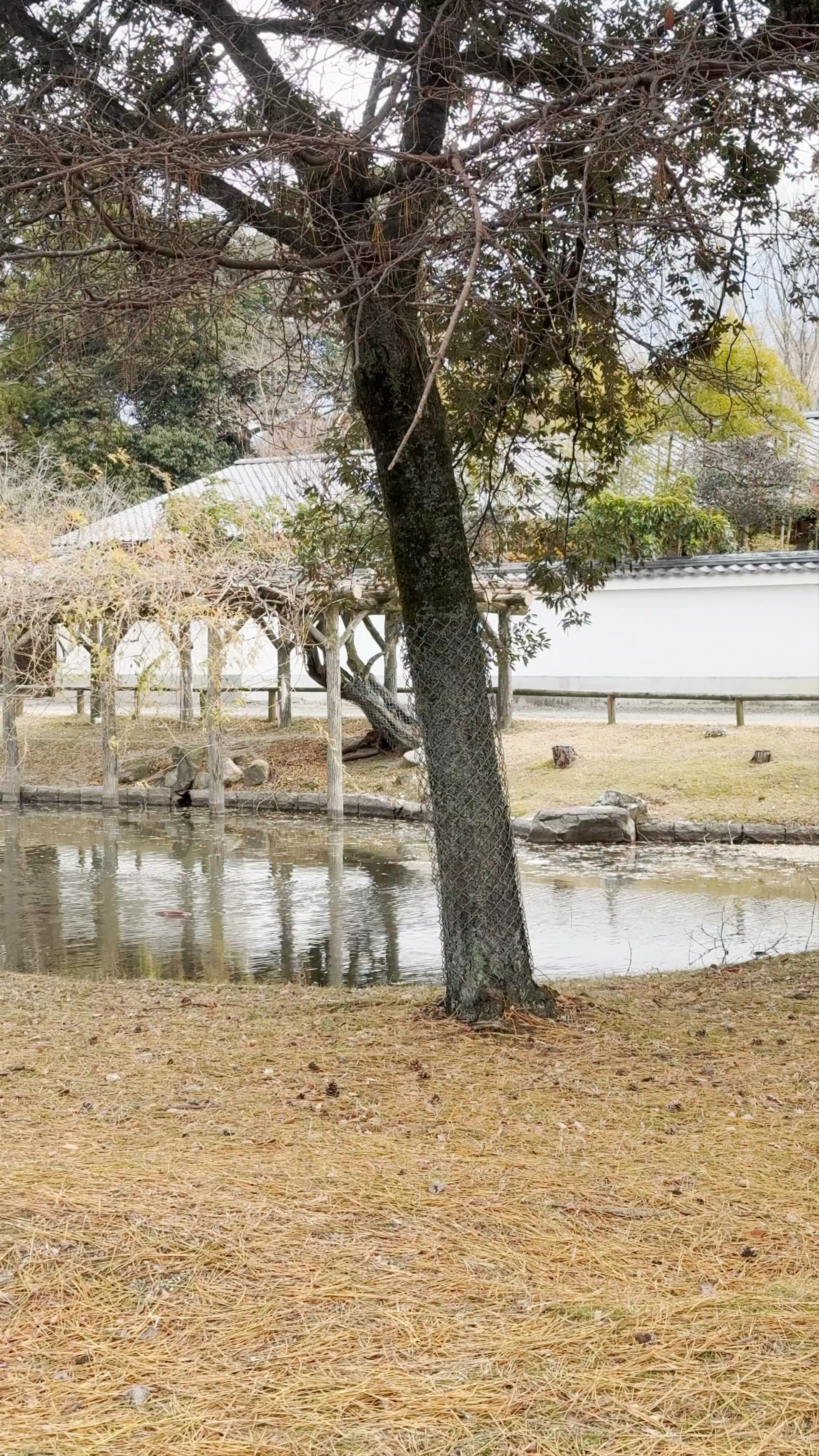 Todaiji Kagami-ike Pond