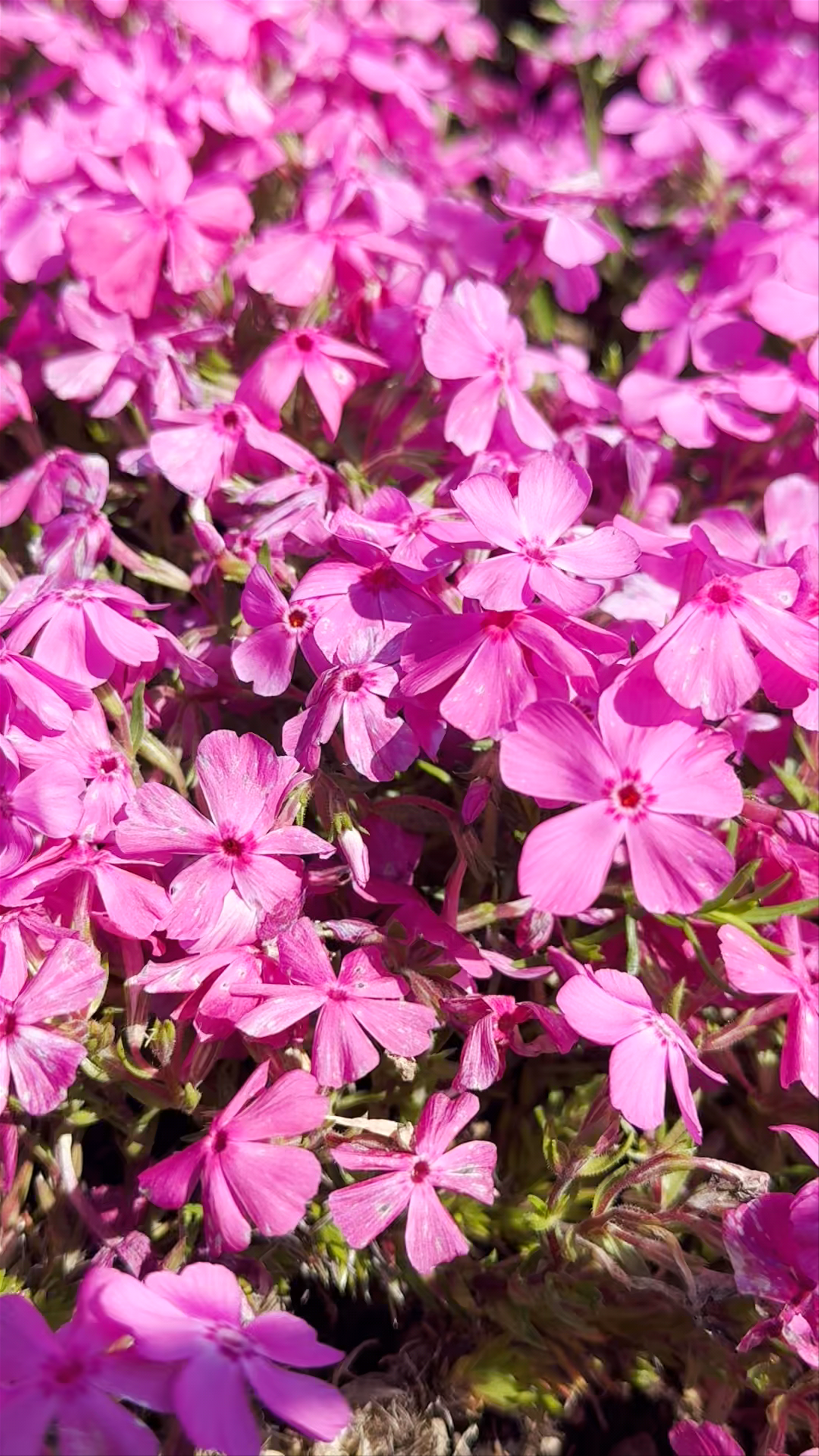 Fuji Shiba-sakura Festival Observation Deck