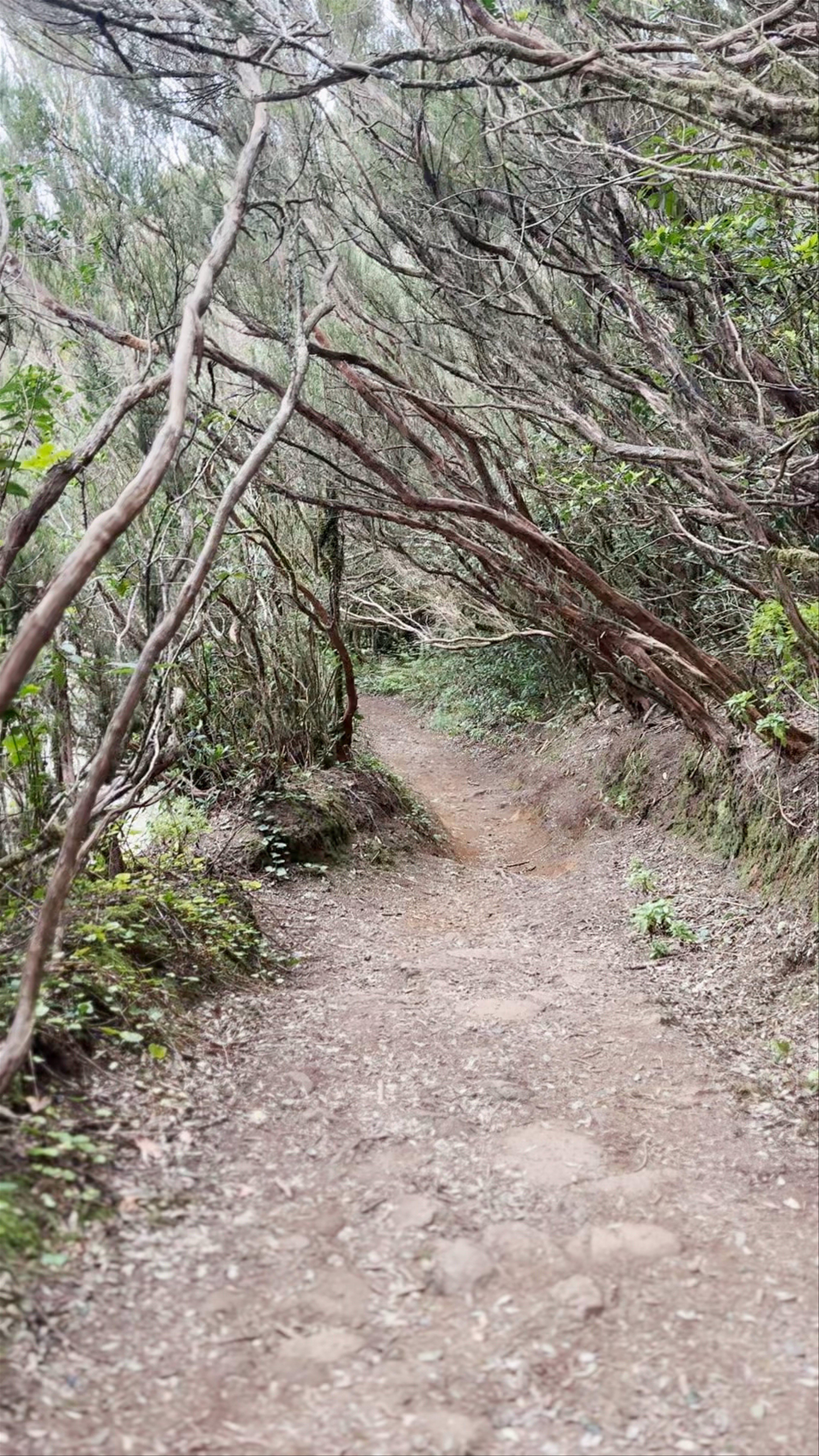 Bosque Encantado (La Ensillada) - El Pijaral