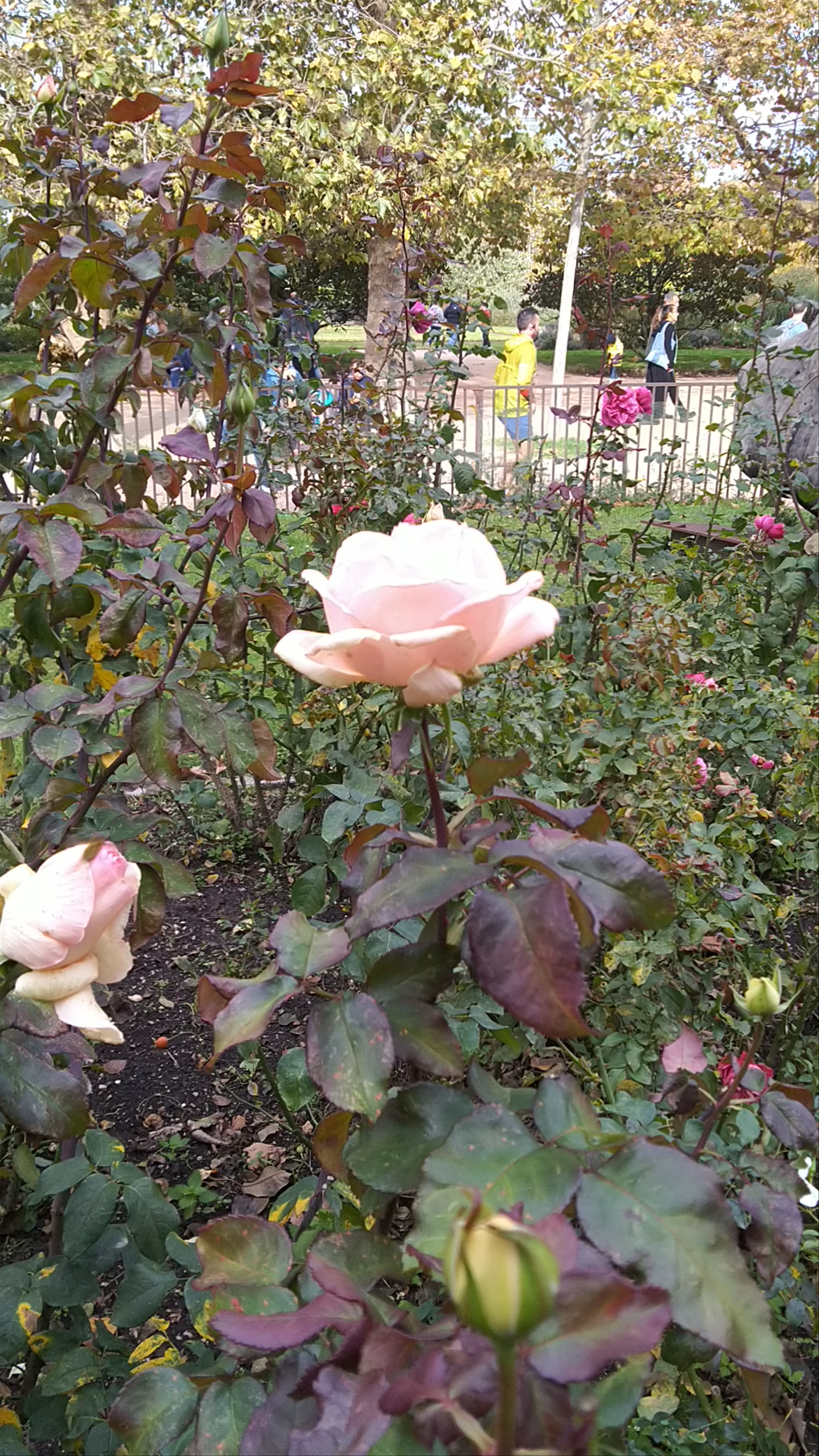 Enchanting Rose Garden Walk in Paris’ Roseraie, Rue Buffon