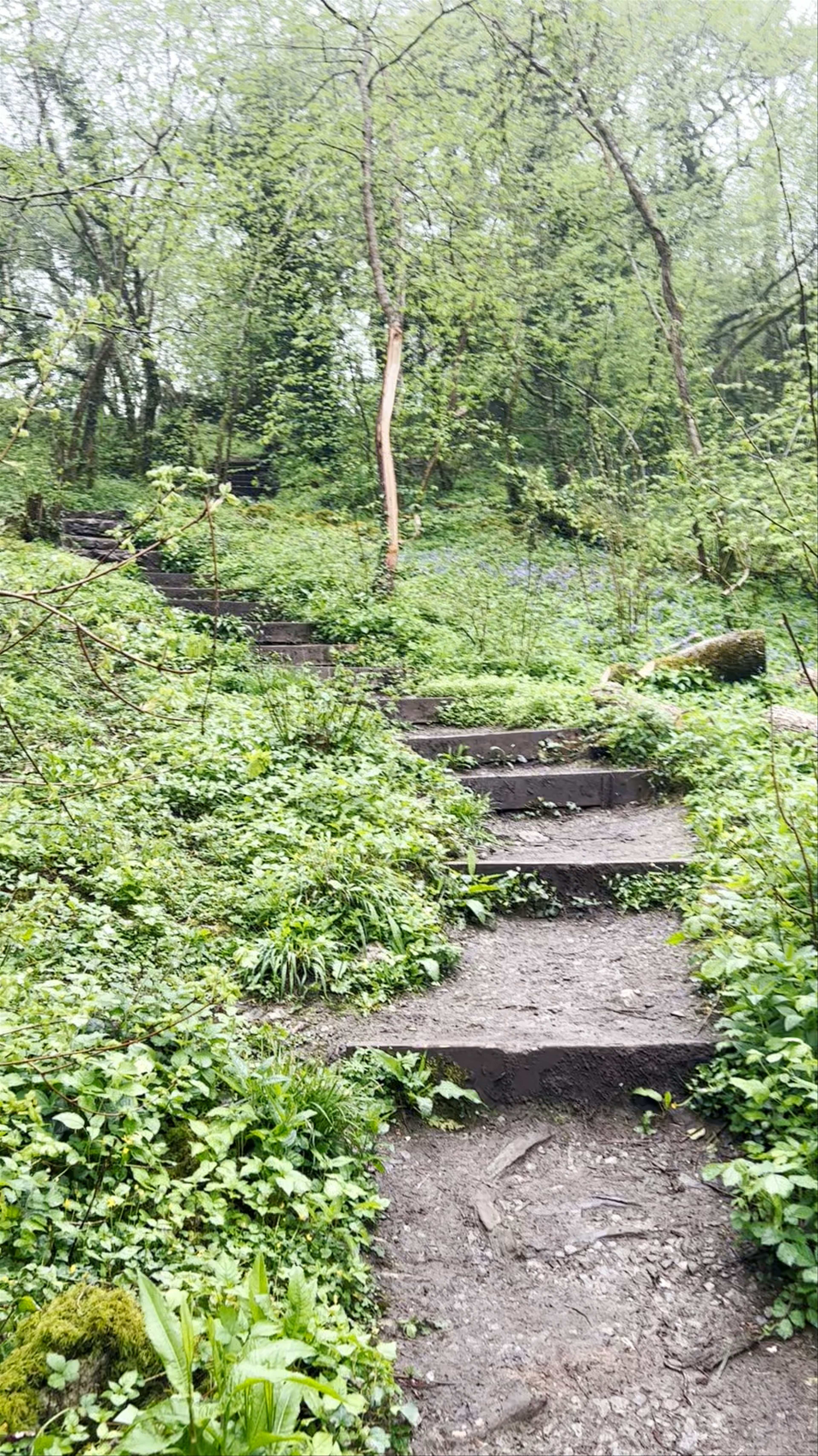 Ebbor Gorge