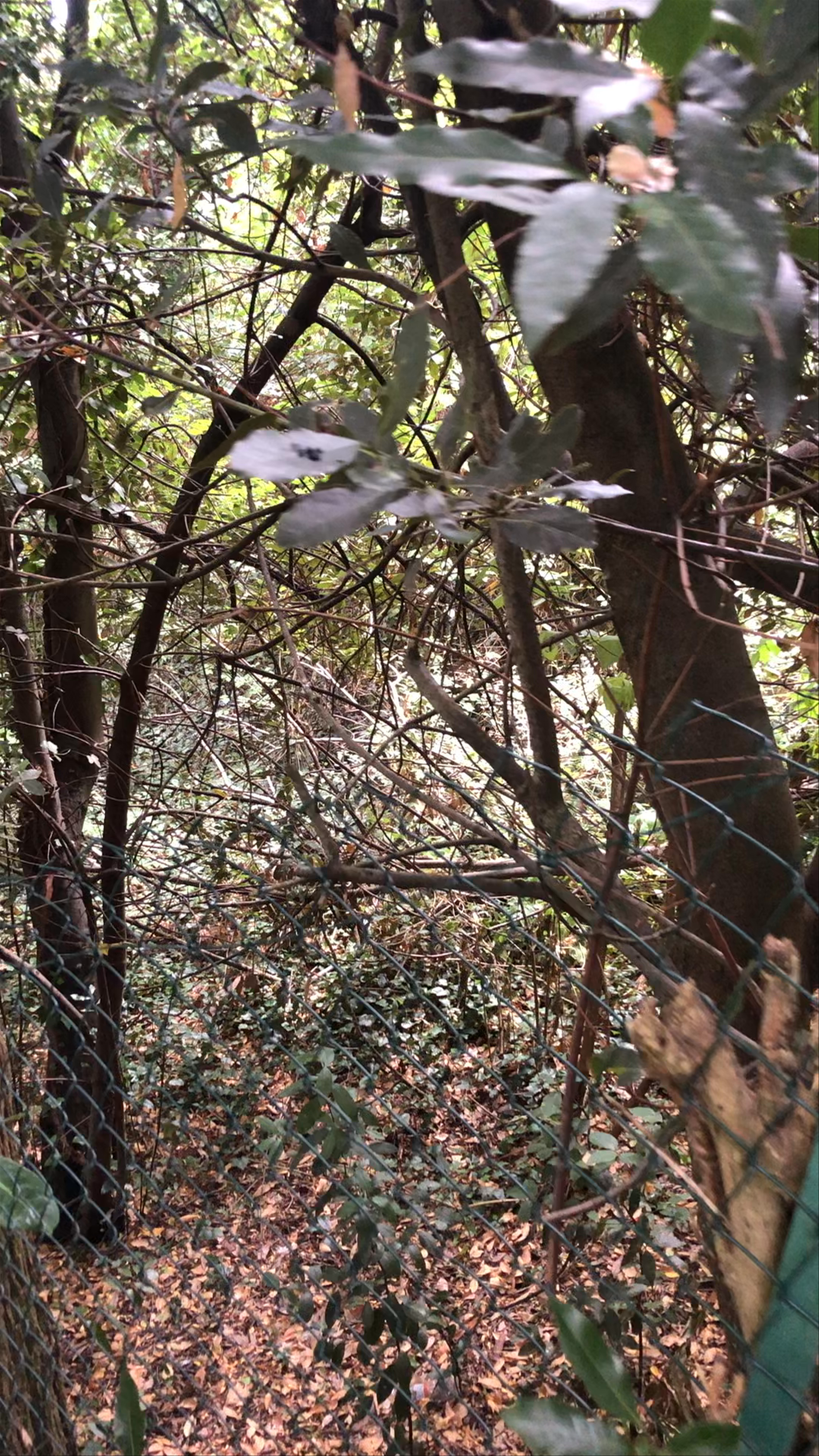Via della Torre del Gallo, Florence
