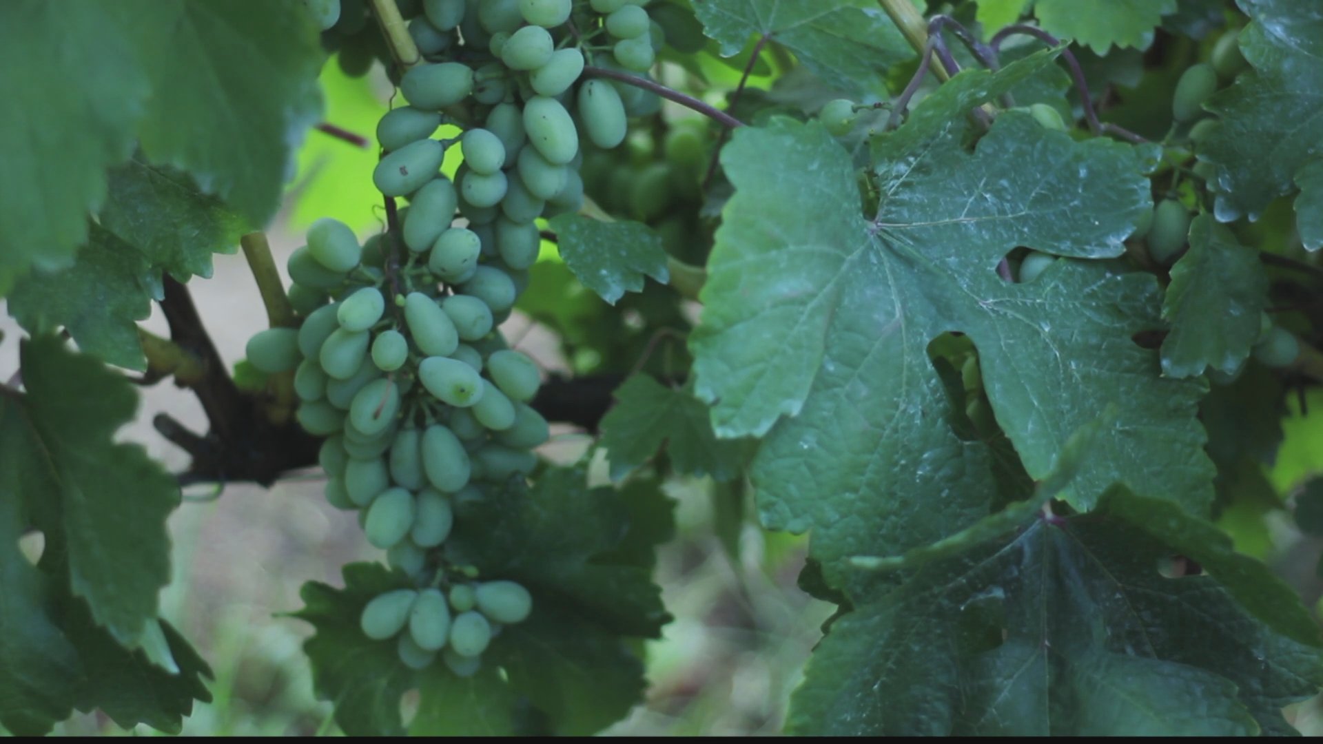 Grape video