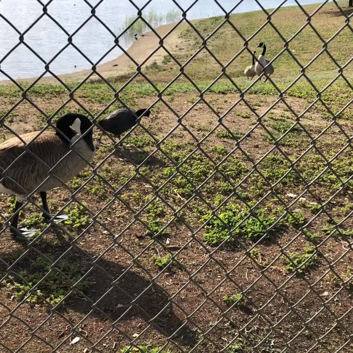 Helm Ranch Community Park - Come say hi to the birdies! - Parks Near Me