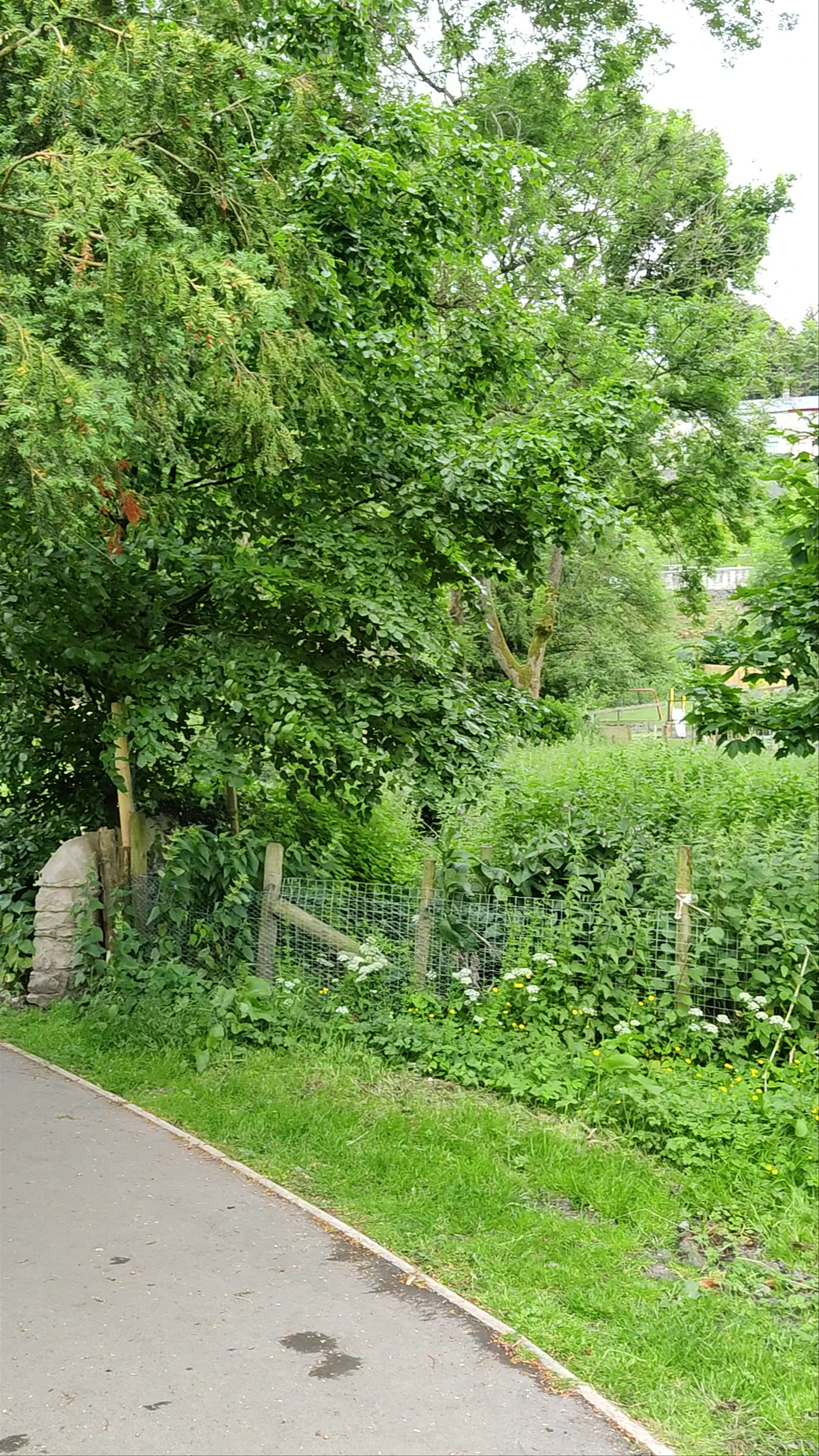 Maudes Meadow