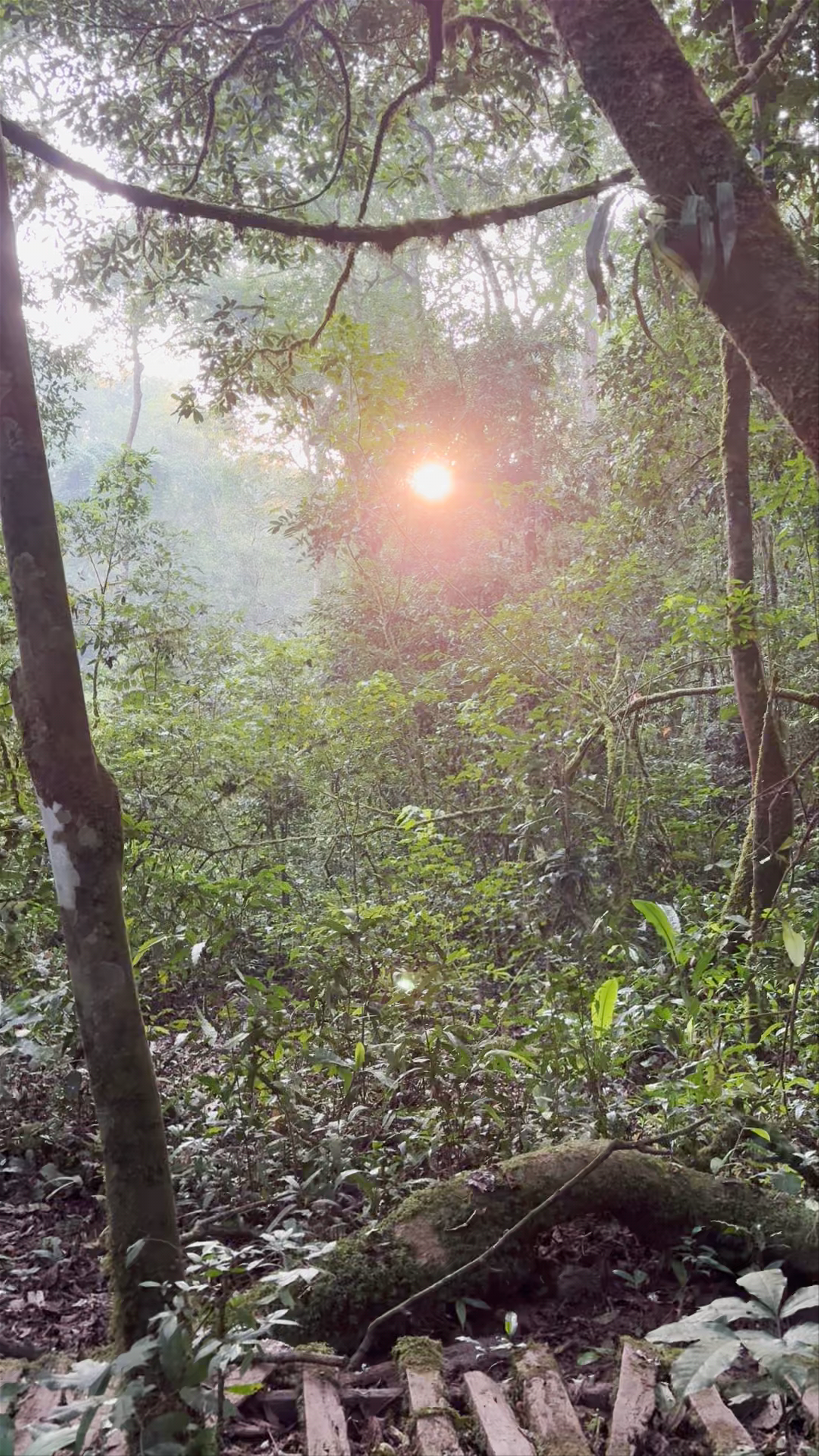 Chimp Trekking Check In