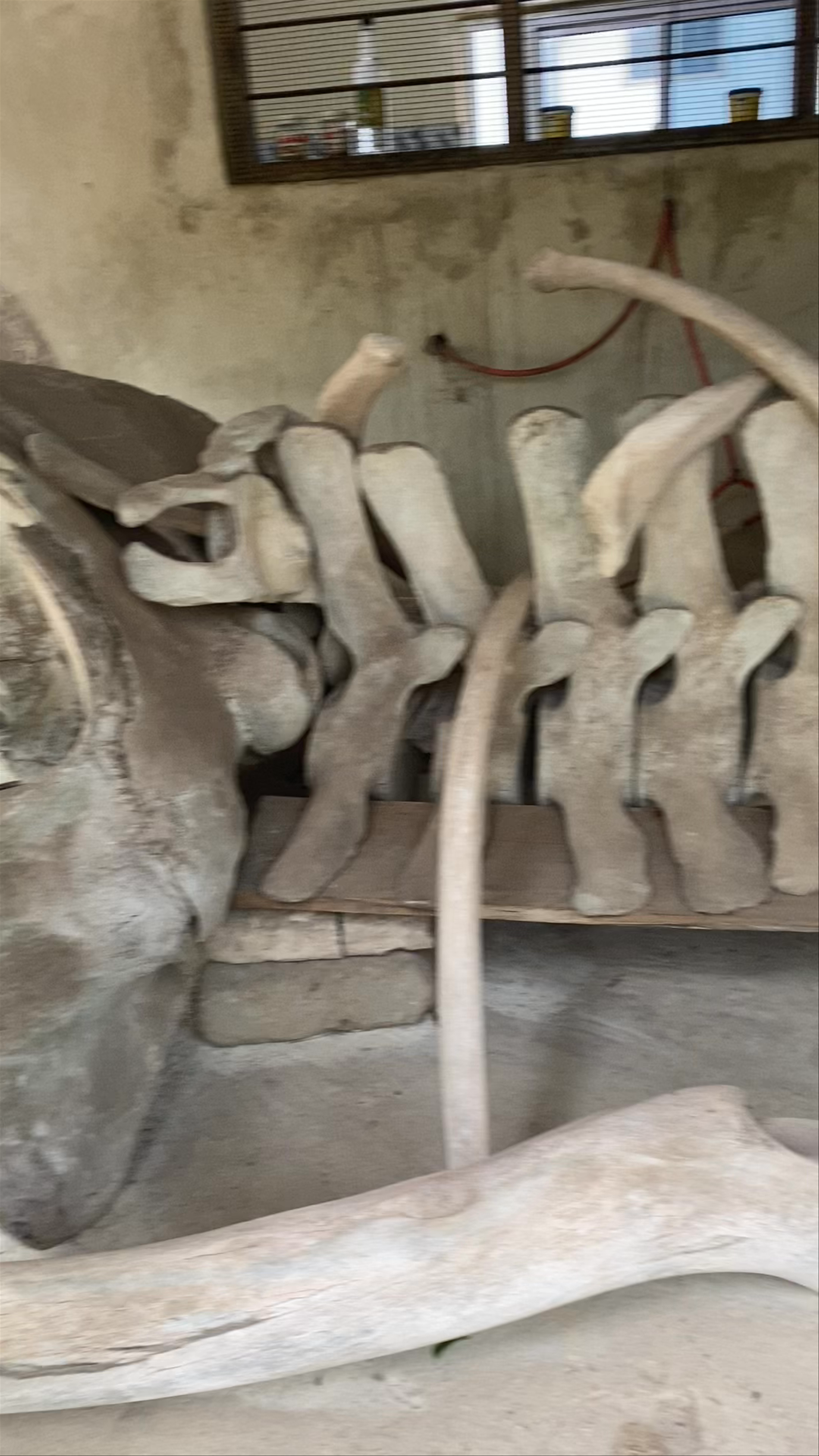 Baraka Natural Aquarium - Nungwi