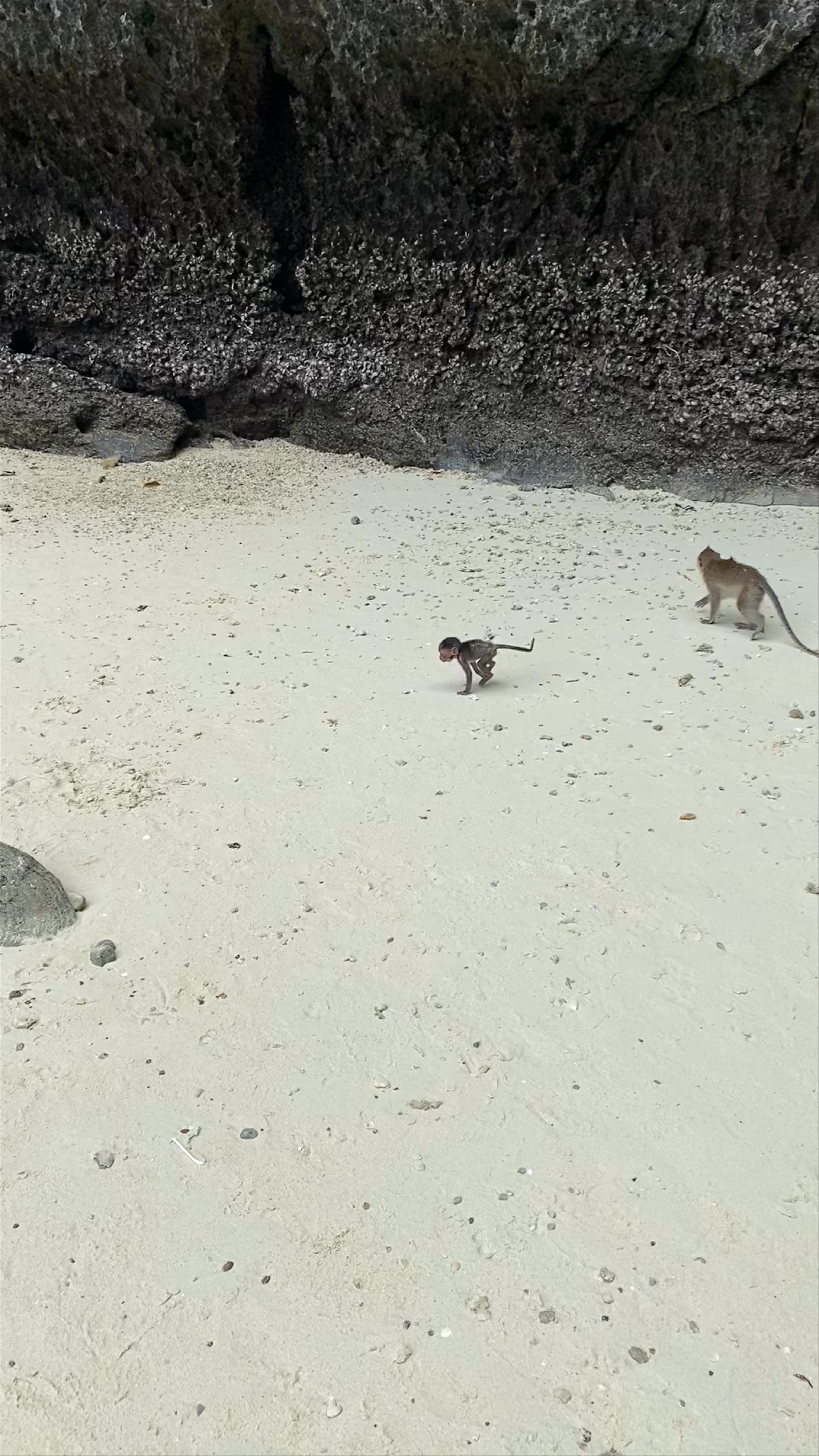 Monkey Bay: Playful Monkeys and Tropical Beach Escape in Ao Nang, Krabi