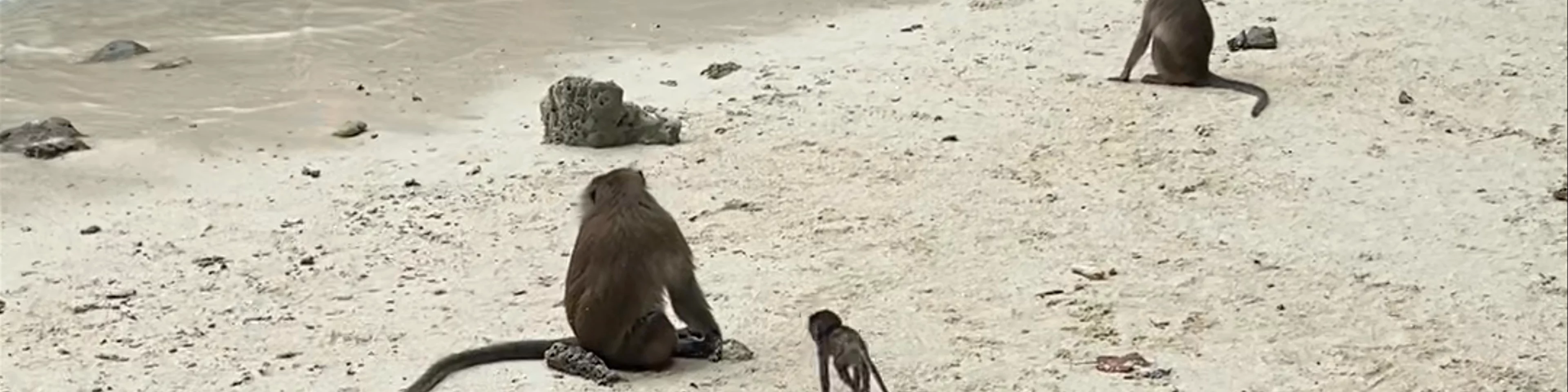 Monkey Bay