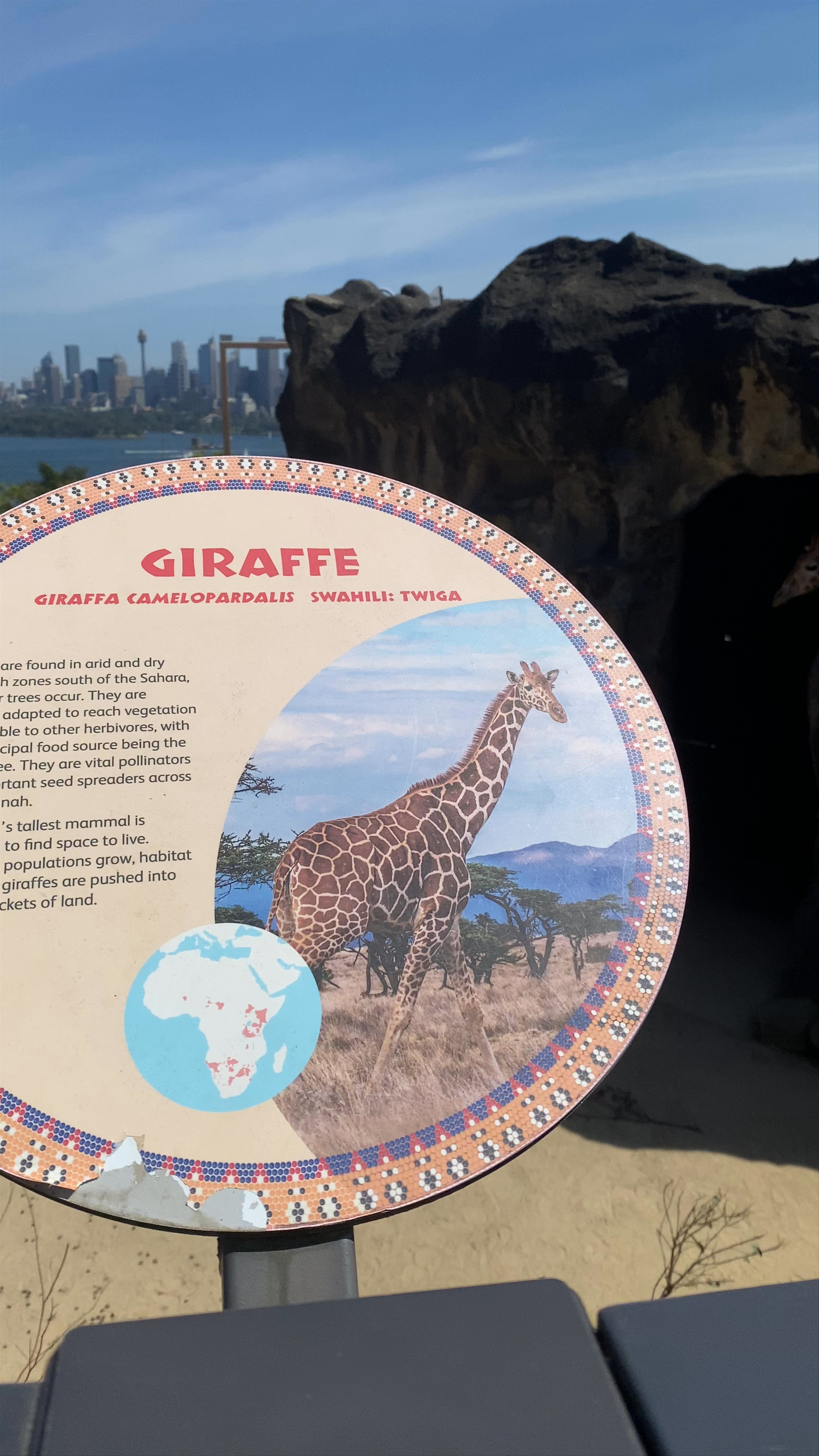 African Savannah Giraffe Encounter in Mosman, Australia