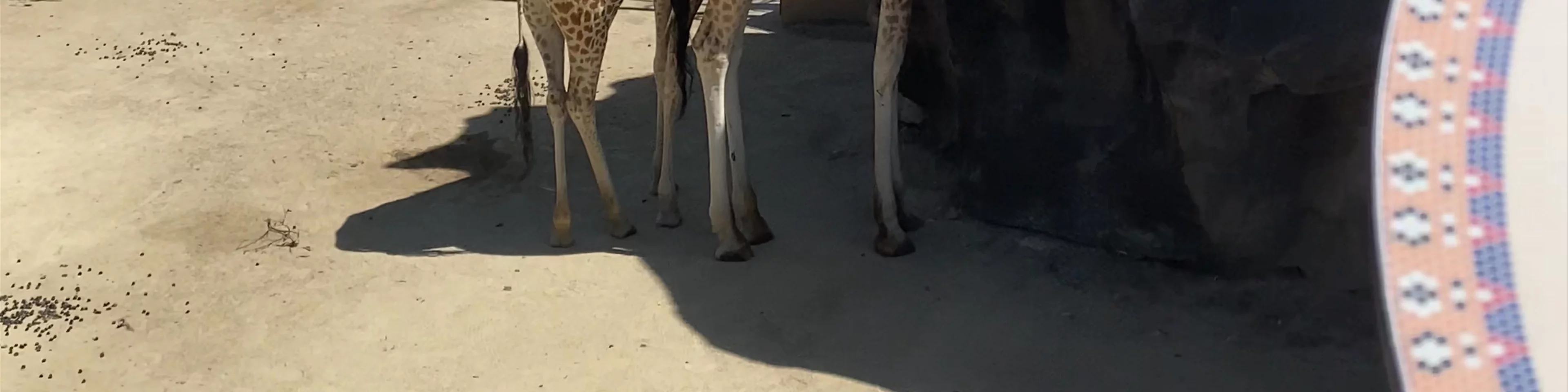 African Savannah