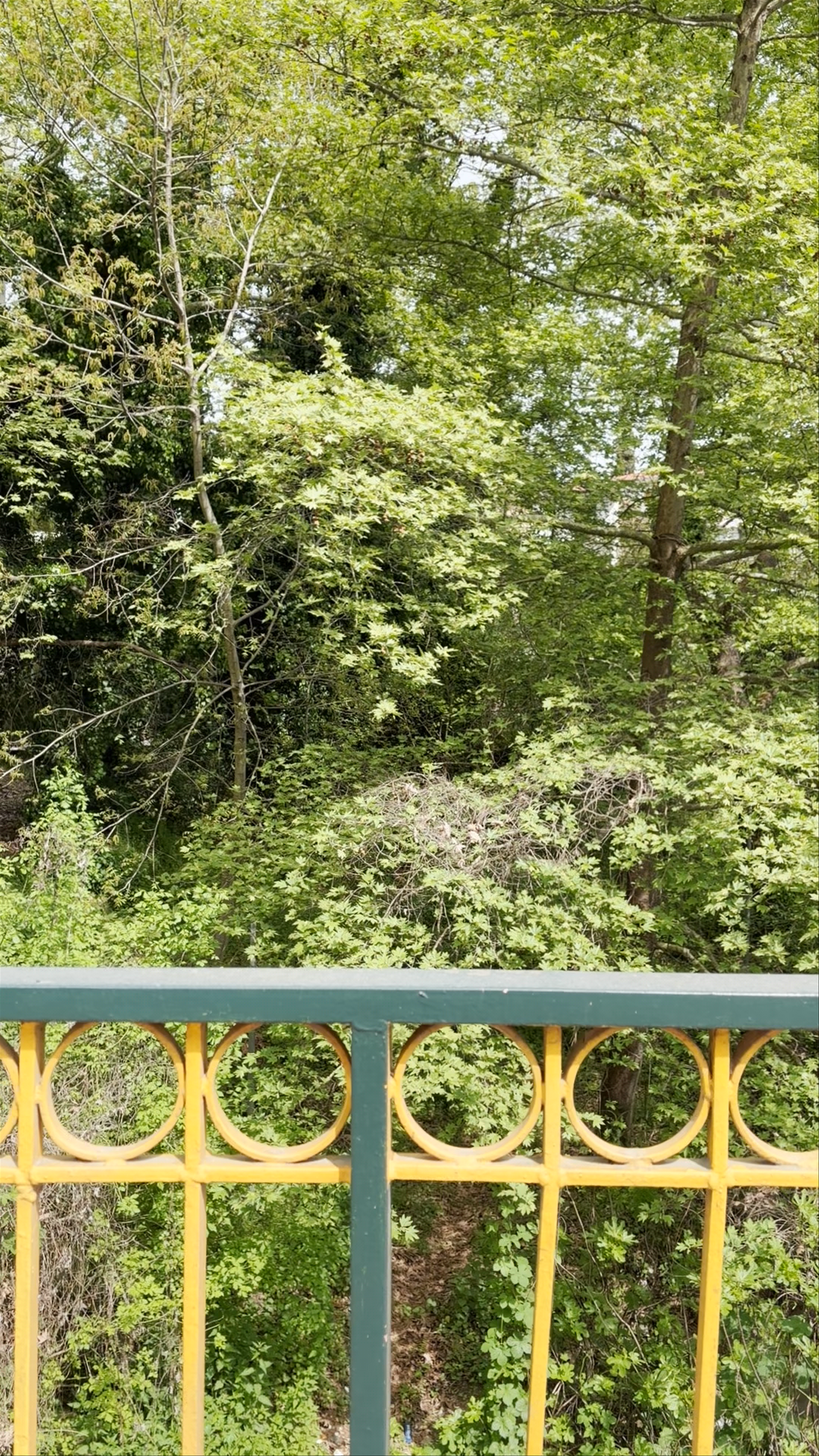 Bridge of the "Arches"