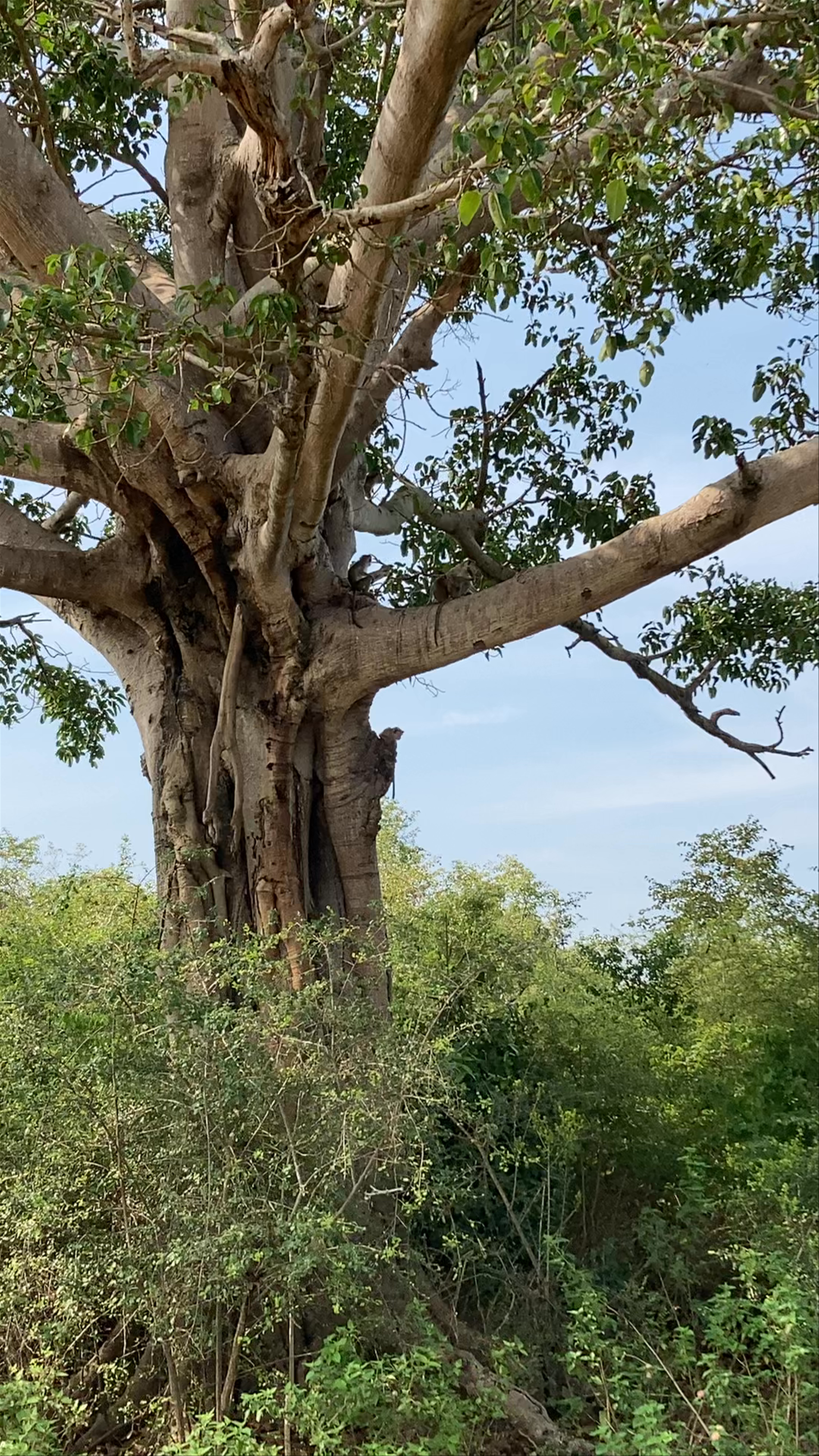 Udawalawe National Park Safari