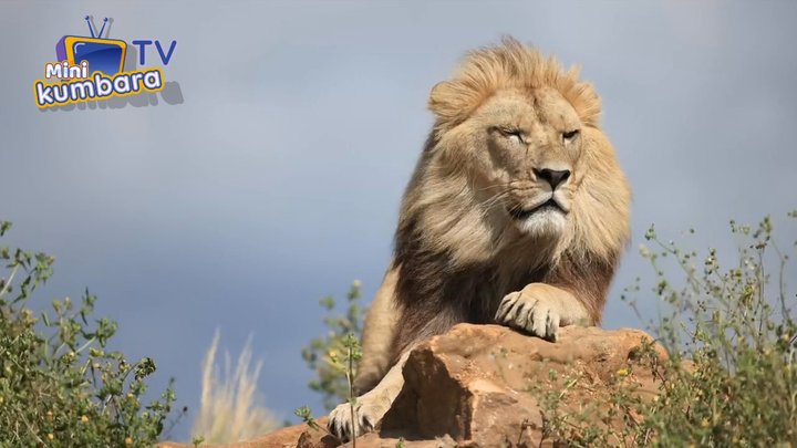 thumbnail Aslan