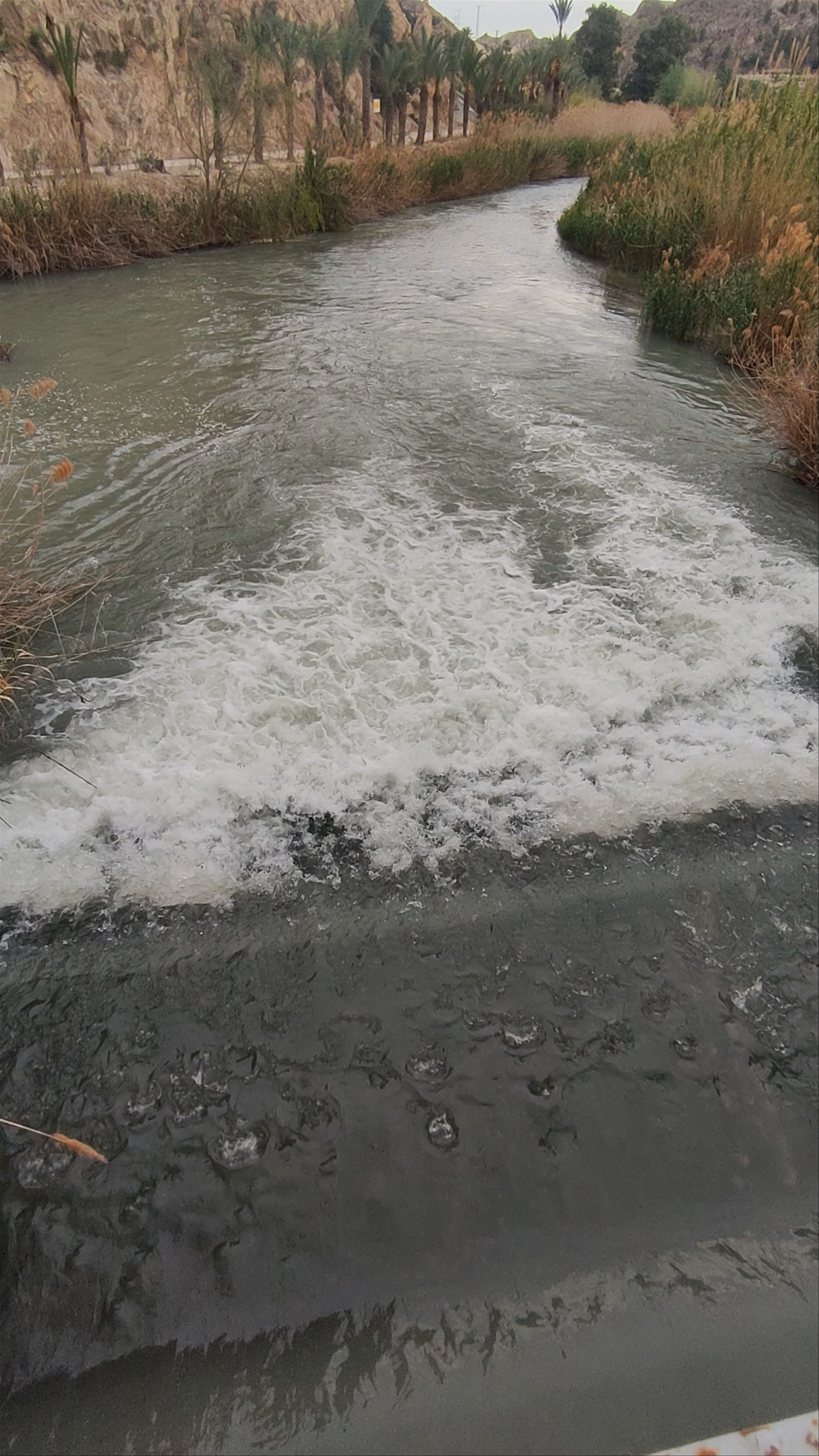Peaceful River Flow at Paseo de las Palmeras, Ojós, Spain