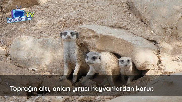 thumbnail Toprak Altında Yaşayan Hayvanlar