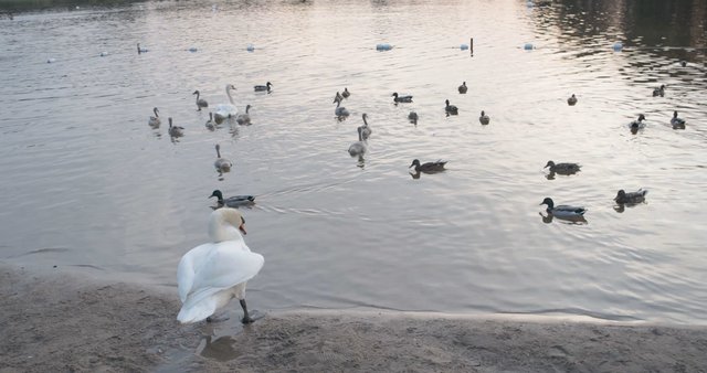 A swan at Salote Lake 