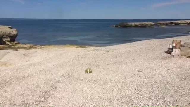 Watermealone xplod