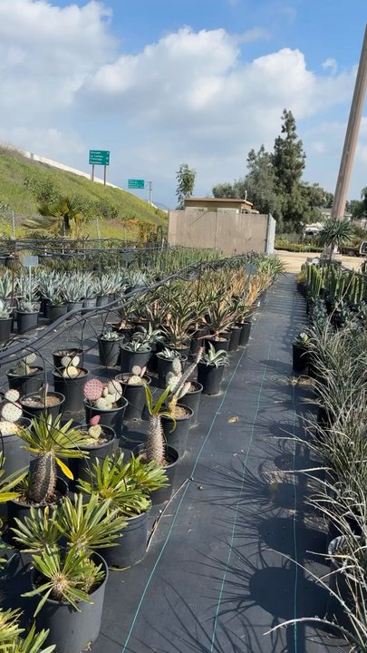 Paramount Nursery - Nurseries & Gardening Near Me - Los Angeles, California