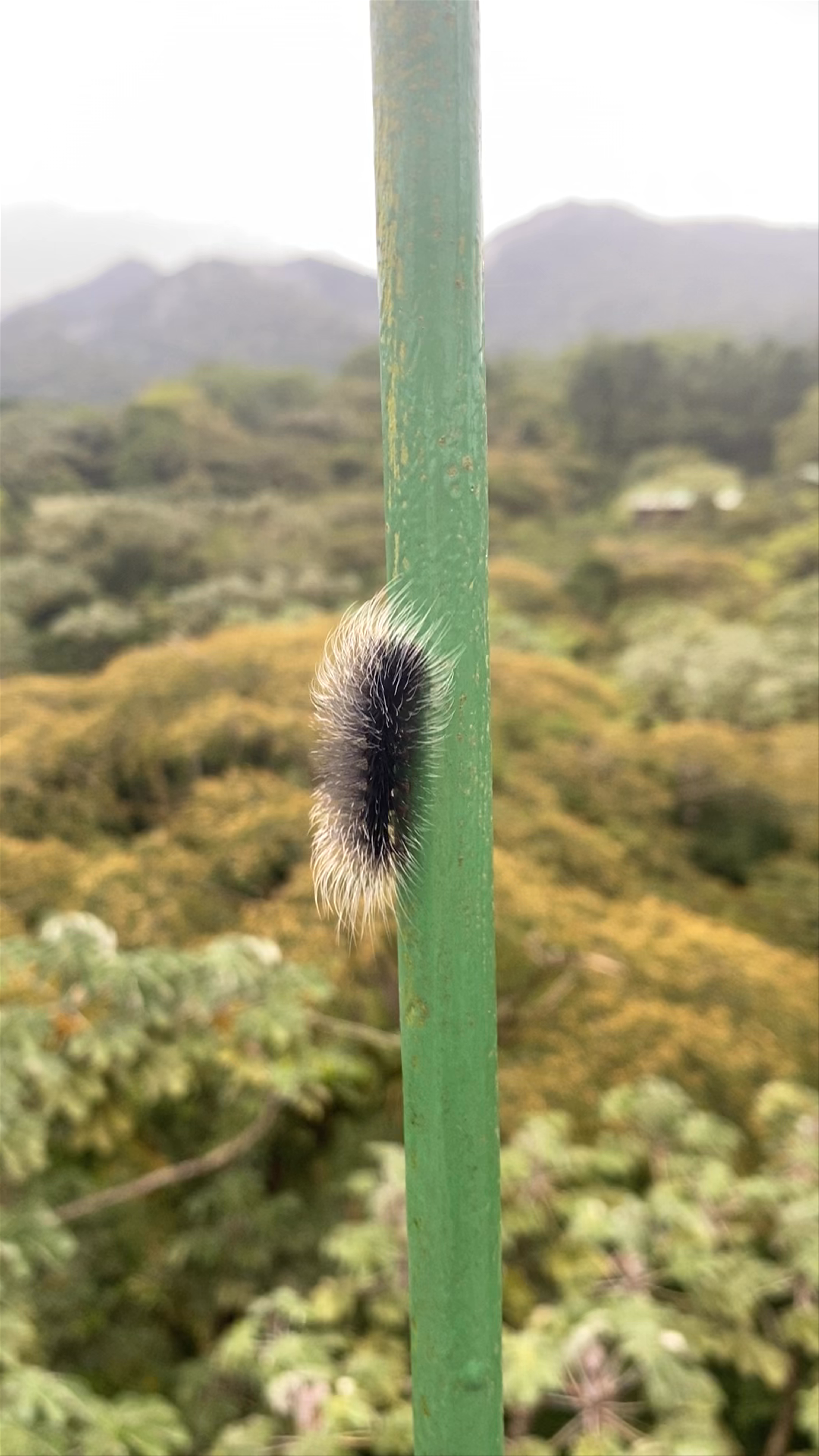 Saino Trail, San Carlos