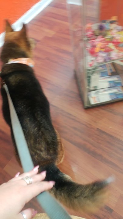 Orange Grooming - Pet Groomers Near Me - Miami, Florida