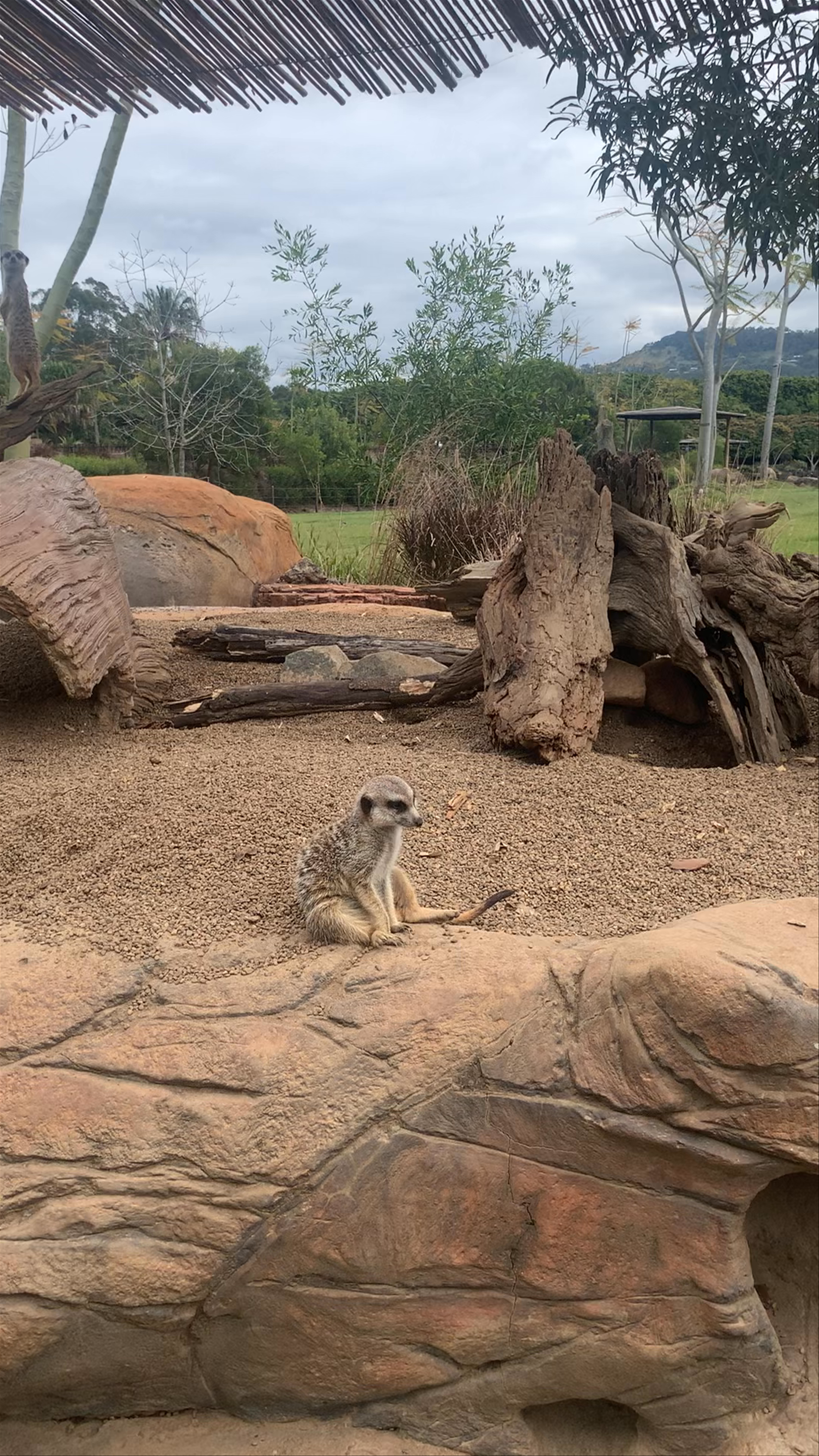 Up Close with Meerkats at Australia Zoo