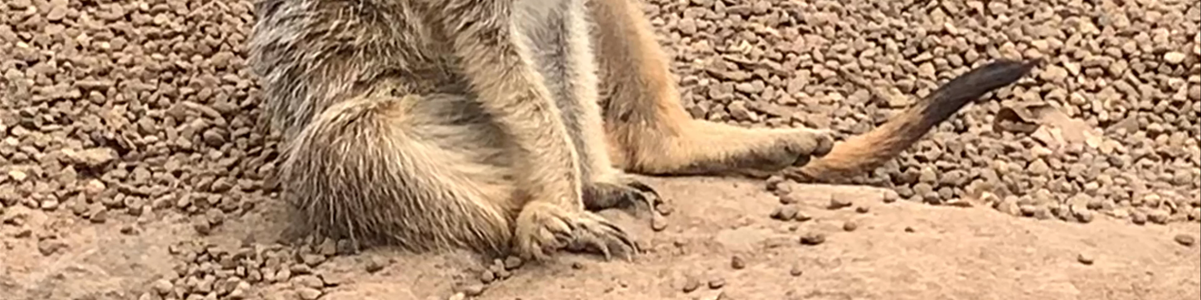 Australia Zoo
